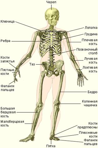 Скелет человека