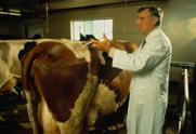 http://pravdaurfo.ru/sites/default/files/cow_picture_42.jpg