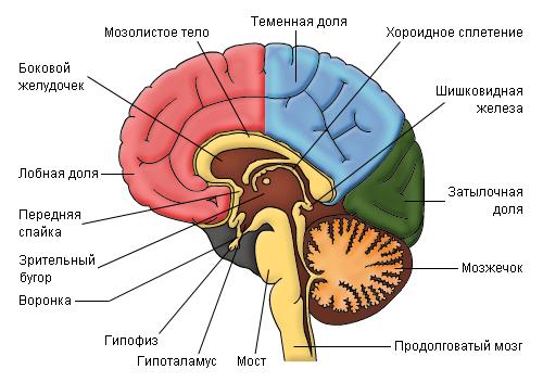 Строение головного мозга