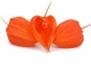 http://findfood.ru/attaches/product/thumb/ovoshi/fizalis.jpg