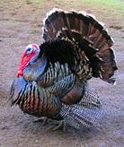 C:\Users\����\Desktop\220px-Male_north_american_turkey_supersaturated.jpg