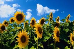 http://www.ifred.org/wp-content/uploads/2014/12/give-hope-today.jpg