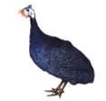 http://agroua.net/img/animals/catalog/breeds/260-1.jpg
