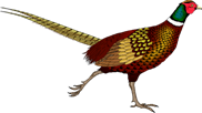 http://www.cooksleys.com/images/poultry/Pheasa5.gif