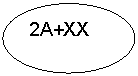 ����: 2A+XX