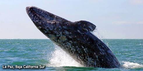 Circuit La Paz, World of Whales