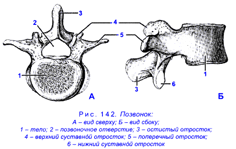 Картинка 4 из 3033
