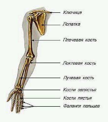 Скелет (кости) верхней конечности