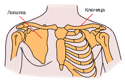 Файл:Pectoral girdles-ru.svg