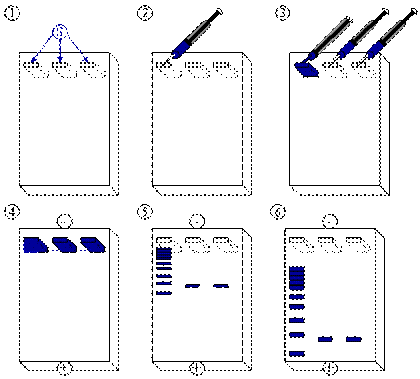Agarose Gel Electrophoresis.png Agarose Gel Electrophoresis.png