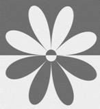 ws_Black_white_flower_1024x768
