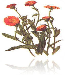 http://i.rozali.com/photos/z_176_2.jpg
