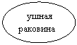 Овал: ушная раковина