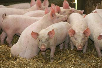 ©PHOTOPQR/LE REPUBLICAIN LORRAIN/HECKLER Pierre - THIONVILLE LE 08 07 2007 Cochons sur de la paille ILLUSTRATION