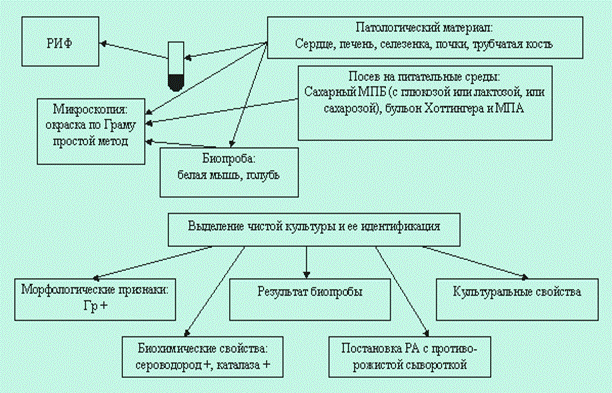 rogasv3
