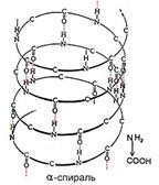 http://pisum.bionet.nsc.ru/kosterin/lectures/lecture3/secondarystructure_.jpg