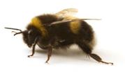 ���� : ��������: http://www.powerpoetry.org/sites/default/files/styles/thumbnail/public/A-Bumblebee.jpg?itok=1K313xw8