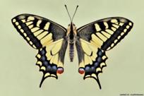 ���� : ��������: http://www.o-prirode.com/_nw/3/63868807.jpg