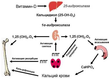 http://vmede.org/sait/content/Endokrinilogiya_dedov_2009/8_files/mb4_006.jpeg