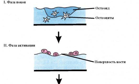 http://vmede.org/sait/content/Endokrinilogiya_dedov_2009/8_files/mb4_014.jpeg