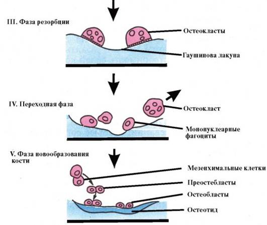 http://vmede.org/sait/content/Endokrinilogiya_dedov_2009/8_files/mb4_014.jpeg