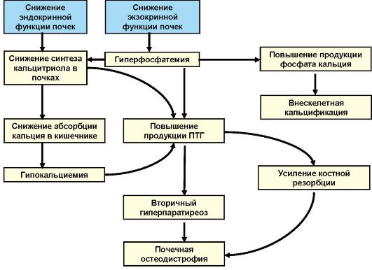 http://vmede.org/sait/content/Endokrinilogiya_dedov_2009/8_files/mb4_003.jpeg