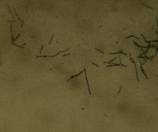 ��������: C:\Documents and Settings\User\������� ����\�����\S6303530.JPG