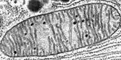 http://scienceblogs.com.br/rnam/files/2011/08/mitochondria.gif