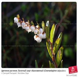 http://prv2.lori-images.net/tsvetenie-rasteniya-bolotnyi-mirt-obyknovennyi-chamaedaphne-0004752682-preview.jpg