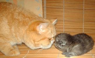 http://pictures.ucoz.ru/_ph/1/2/96778843.jpg
