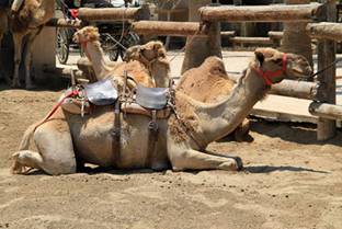 http://cjn.com.cy/wp-content/uploads/2011/09/camel-park-in-Larnaca_13.jpg