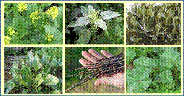 http://cyherbia.com/wp-content/uploads/2015/01/wildgreens.png