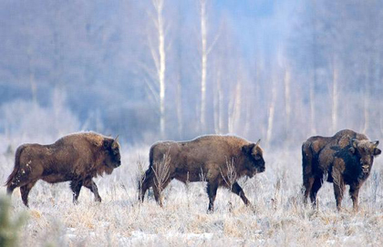 http://ecologylib.ru/news/item/f00/s01/n0000116/pic/000001.jpg