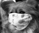mask-for-dog-03.jpg"