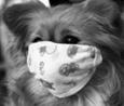 mask-for-dog-03.jpg"