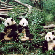 http://www.orient-travel.ru/image/excursion/1445/exc2.jpg