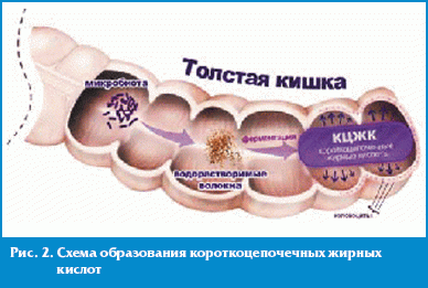 Схема образования короткоцепочечных жирных кислот