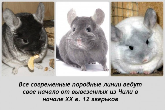 коллаж с разными породами шиншилл
