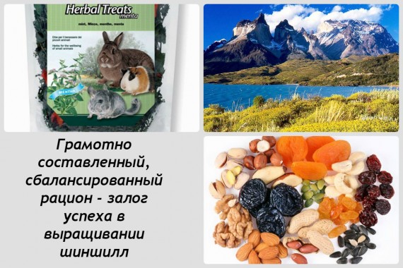 коллаж кормов для шиншилл