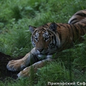 http://safaripark25.ru/files/cache/14/14c24800b755a2d55707a0a43d49c405_338_125_125_th.jpg