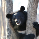 http://safaripark25.ru/files/cache/16/16fce7d82971dddd418775f4ac9914aa_357_125_125_th.jpg