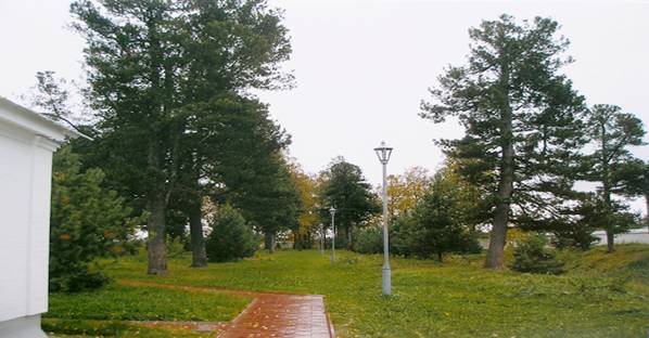Кедровая роща в Толгском монастыре (г.Ярославль), заложенная в ХVI веке.