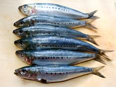 http://kyotofoodie.com/wp-content/uploads/2008/11/how-to-clean-sardines-1.jpg