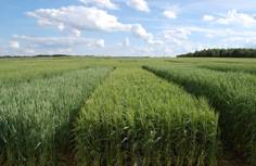 http://ekoniva-apk.ru/images/agricultural-production/seed-breeding-rus-2.jpg