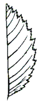 http://opengia.ru/resources/14cf9edde660e3119cce001fc68344c9-BIO2013VI9B502-copy1--14cf9edde660e3119cce001fc68344c9-14-1391506850/repr-0.gif