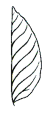 http://opengia.ru/resources/32768e8de660e3119cce001fc68344c9-BIO2013II9B502-copy1--32768e8de660e3119cce001fc68344c9-11-1391506557/repr-0.gif