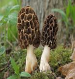 http://www.galeria.nagrzyby.pl/d/261091-1/Morchella+vulgaris.jpg