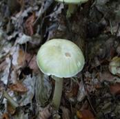 http://biofile.ru/pic/amanita-phalloides01.jpg
