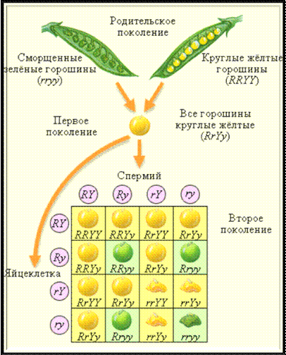 D:\Мои документы\Downloads\0695ee128c1a.gif