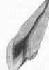 http://clubdent.narod.ru/profess/knigohr/clinendo/images/image030.jpg